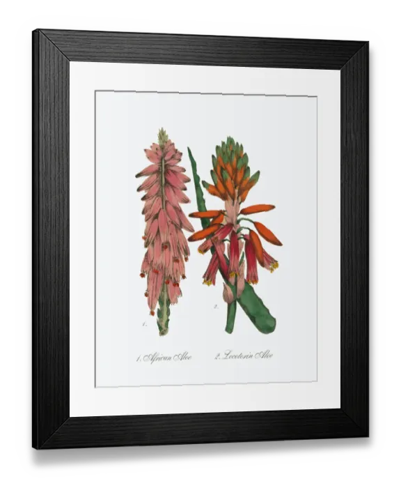 Framed Print : Victorian Botanical Illustration of Aloe and African Aloe Framed Print : Victorian Botanical Illustration of Aloe and African Aloe