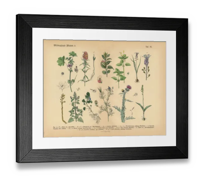 Framed Print : Wildflower and Medicinal Herbal Plants, Victorian Botanical Illustration Framed Print : Wildflower and Medicinal Herbal Plants, Victorian Botanical Illustration