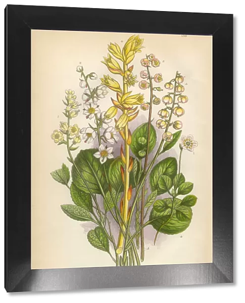 Wintergreen, Mint, Moneses, Birdsnest, Fern, Victorian Botanical Illustration