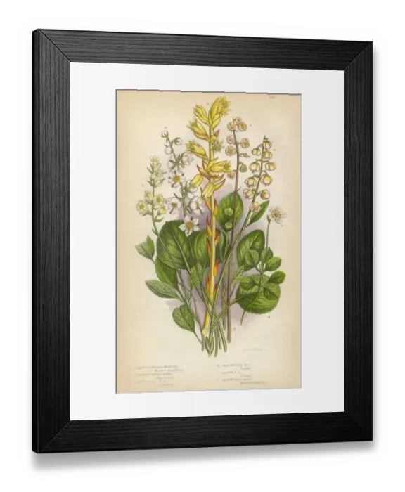 Framed Print : Wintergreen, Mint, Moneses, Birdsnest, Fern, Victorian Botanical Illustration Framed Print : Wintergreen, Mint, Moneses, Birdsnest, Fern, Victorian Botanical Illustration