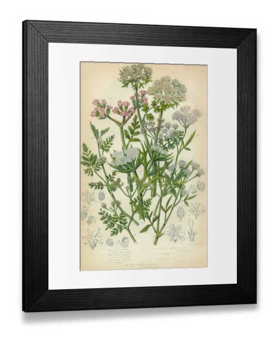 Framed Print : Carrot, Parsley, Prickly Samphire, Samphire, Victorian Botanical Illustration Framed Print : Carrot, Parsley, Prickly Samphire, Samphire, Victorian Botanical Illustration