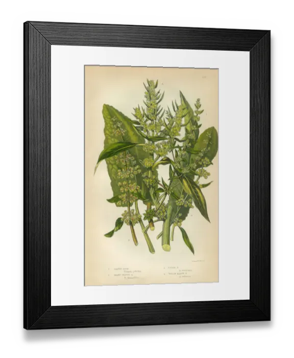 Framed Print : Buckwheat, Dock, Rumex, Meadow Dock, Victorian Botanical Illustration Framed Print : Buckwheat, Dock, Rumex, Meadow Dock, Victorian Botanical Illustration