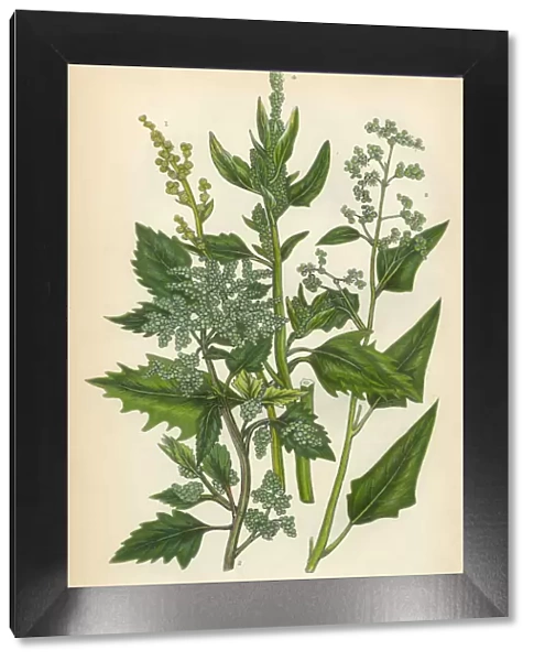 Quinoa, Goosefoot, Amaranth, Root, Beet, Chenopodium, Victorian Botanical Illustration