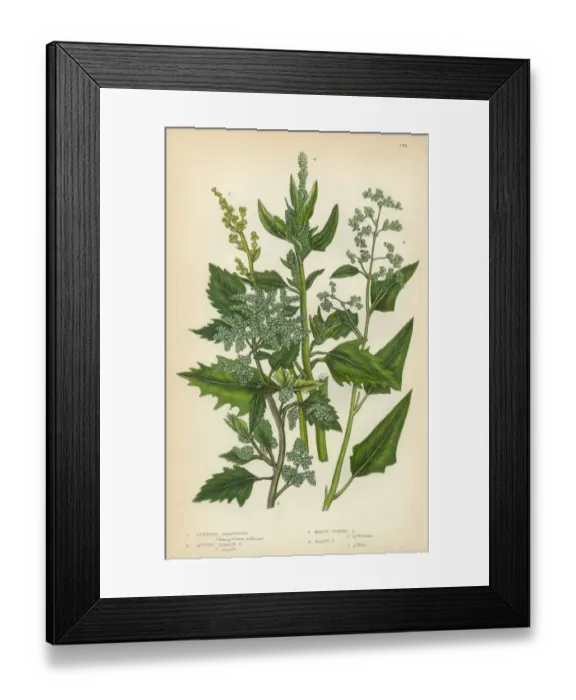 Framed Print : Quinoa, Goosefoot, Amaranth, Root, Beet, Chenopodium, Victorian Botanical Illustration Framed Print : Quinoa, Goosefoot, Amaranth, Root, Beet, Chenopodium, Victorian Botanical Illustration