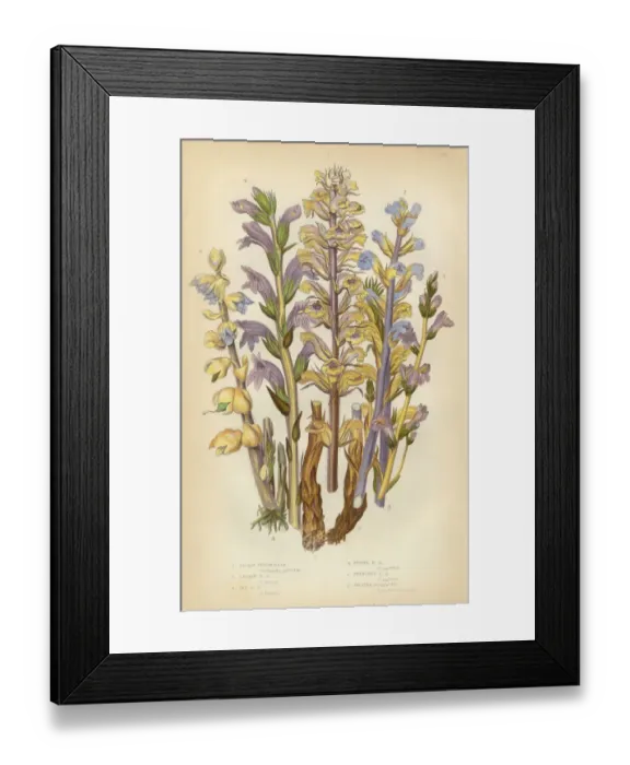 Framed Print : Broomrape, Clove, Orobanche, Red Broomrape, Toothwort, Victorian Botanical Illustration Framed Print : Broomrape, Clove, Orobanche, Red Broomrape, Toothwort, Victorian Botanical Illustration