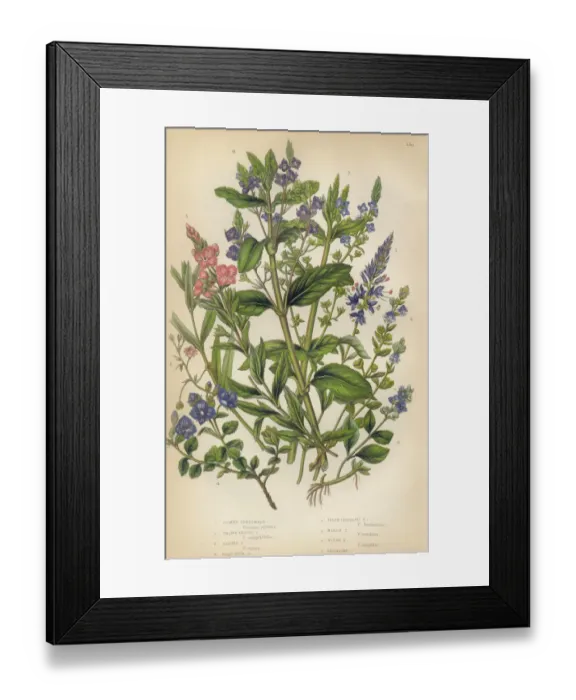Framed Print : Speedwell, Thyme, Veronica, Victorian Botanical Illustration Framed Print : Speedwell, Thyme, Veronica, Victorian Botanical Illustration