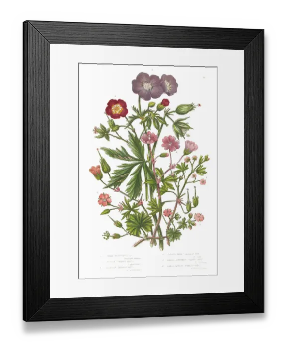 Framed Print : Cranesbill and Geranium Victorian Botanical Illustration