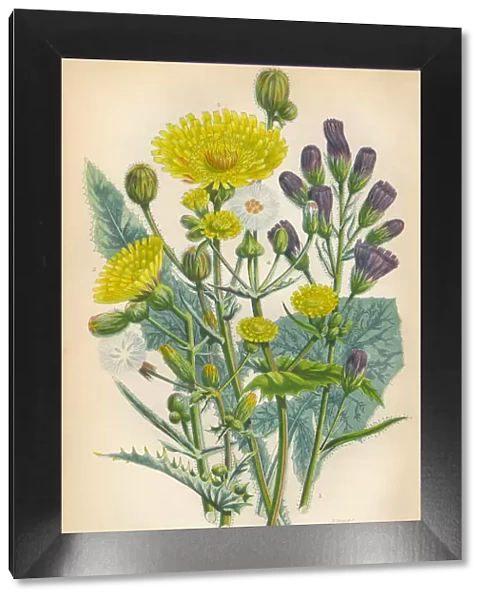 Sow Thistle, Thistle, Milk Thistle, Scotland, Victorian Botanical Illustration