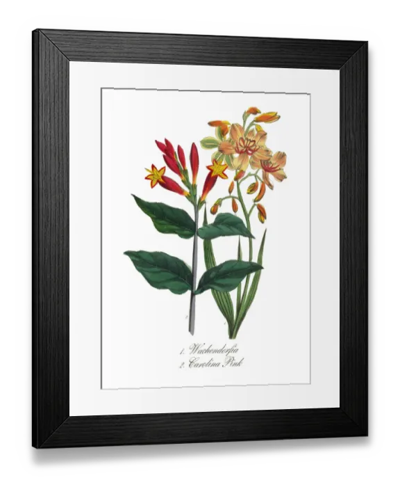 Framed Print : Victorian Botanical Illustration of Carolina Pink and Wachendorfia Framed Print : Victorian Botanical Illustration of Carolina Pink and Wachendorfia