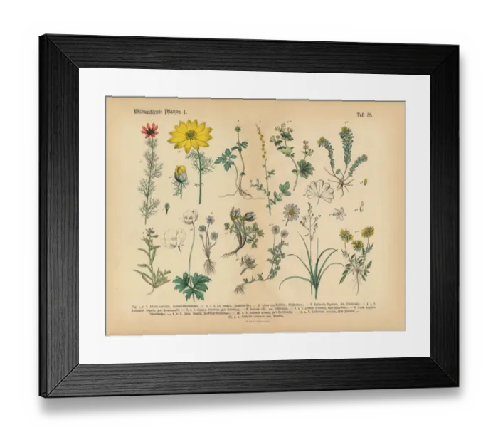 Framed Print : Wildflower and Medicinal Herbal Plants, Victorian Botanical Illustration Framed Print : Wildflower and Medicinal Herbal Plants, Victorian Botanical Illustration