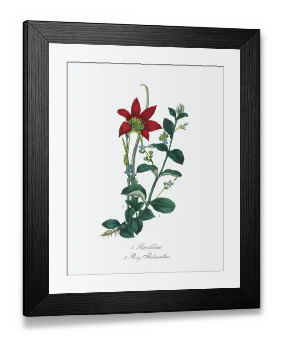 Framed Print : Victorian Botanical Illustration of Brooklime and Rosy Flabranthus