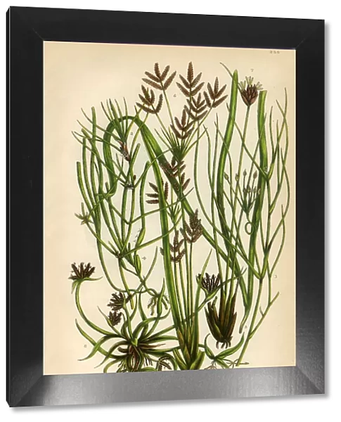 Sea Ruppia, Pond Weed, Grass Wrack, Cyperus, Victorian Botanical Illustration
