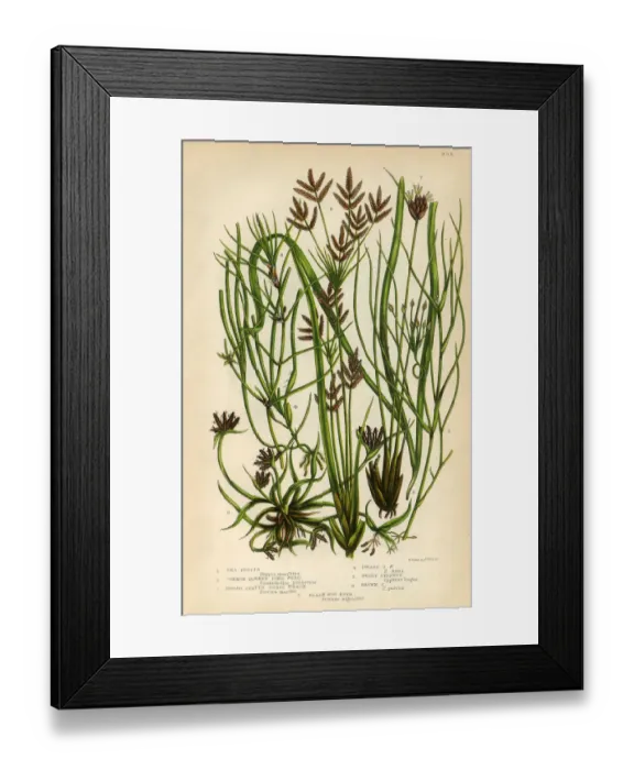 Framed Print : Sea Ruppia, Pond Weed, Grass Wrack, Cyperus, Victorian Botanical Illustration Framed Print : Sea Ruppia, Pond Weed, Grass Wrack, Cyperus, Victorian Botanical Illustration