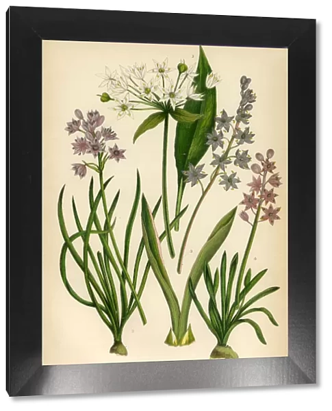 Garlic, Squill, Scilla, Allium, Chive, Onion Victorian Botanical Illustration