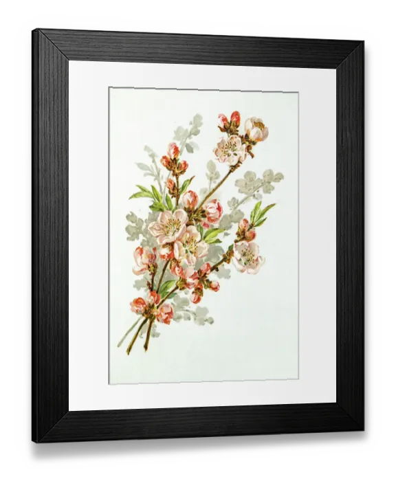 Framed Print : Apple blossom 19 century illustration Framed Print : Apple blossom 19 century illustration