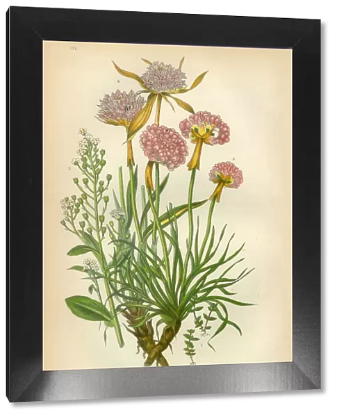 Chaffweed, Lysimachia, Pimpernel, Thrift, Armeria, Victorian Botanical Illustration