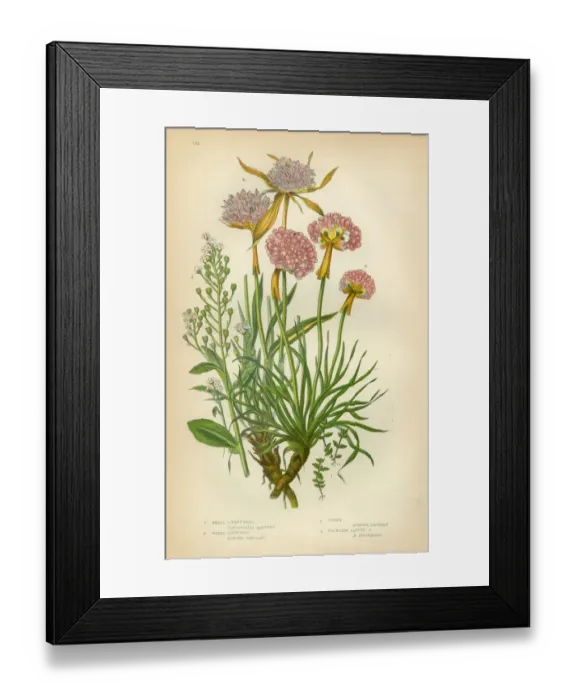 Framed Print : Chaffweed, Lysimachia, Pimpernel, Thrift, Armeria, Victorian Botanical Illustration Framed Print : Chaffweed, Lysimachia, Pimpernel, Thrift, Armeria, Victorian Botanical Illustration