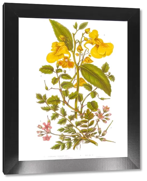 Hemlock and Balsam Victorian Botanical Illustration