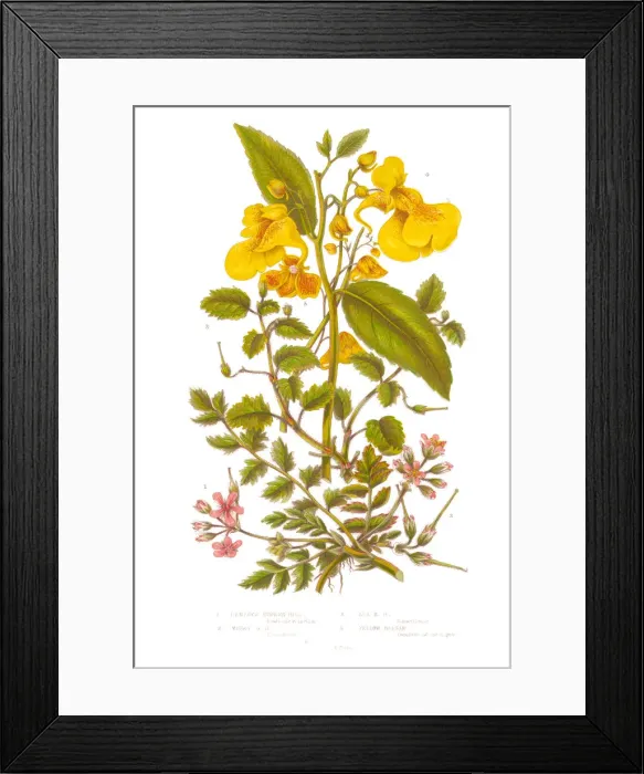 Framed Print : Hemlock and Balsam Victorian Botanical Illustration Framed Print : Hemlock and Balsam Victorian Botanical Illustration