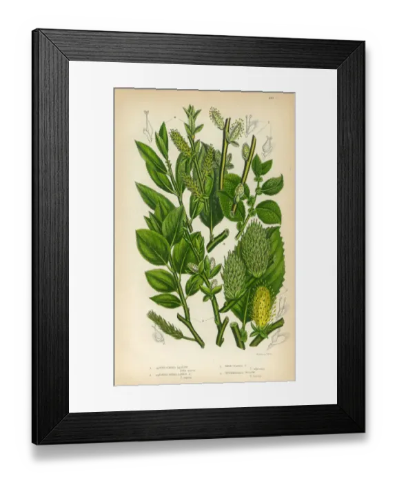 Framed Print : Osier, Willow, Sallow, Dark Leaved Sallow, Victorian Botanical Illustration Framed Print : Osier, Willow, Sallow, Dark Leaved Sallow, Victorian Botanical Illustration
