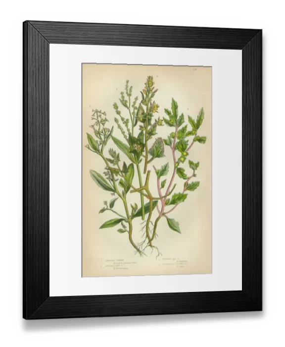 Framed Print : Orache, Atriplex, Saltbush, Victorian Botanical Illustration Framed Print : Orache, Atriplex, Saltbush, Victorian Botanical Illustration