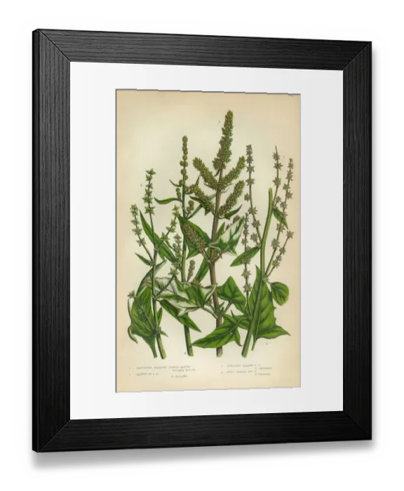Framed Print : Orache, Atriplex, Saltbush, Victorian Botanical Illustration