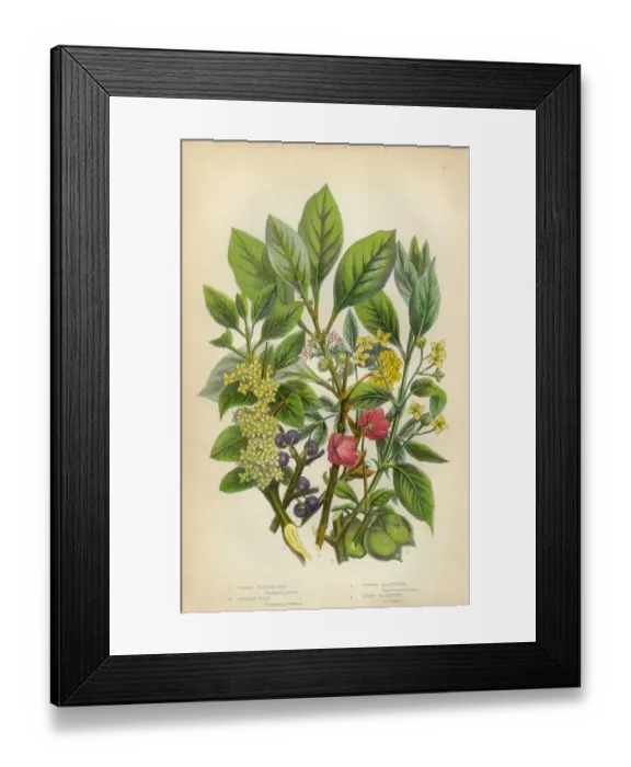 Framed Print : Victorian Botanical Illustration: Bladder Nut, Spindle and Buckthorn Tree Framed Print : Victorian Botanical Illustration: Bladder Nut, Spindle and Buckthorn Tree