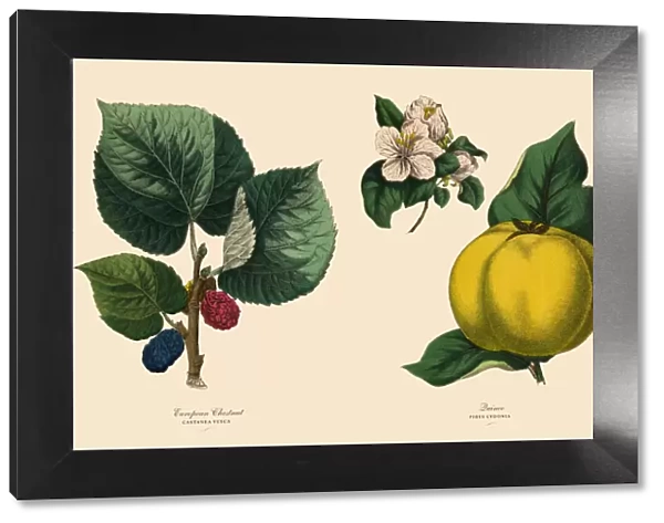 Victorian Botanical Illustration of Chestnut Tree and Quince Plants