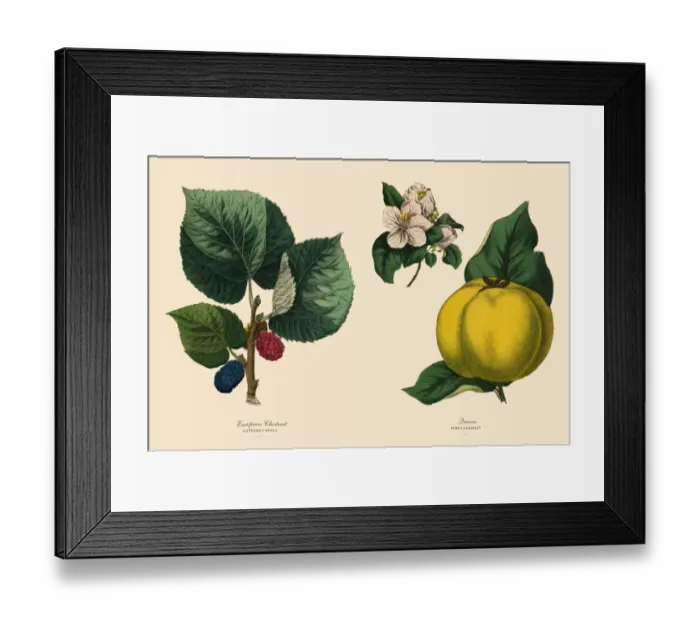 Framed Print : Victorian Botanical Illustration of Chestnut Tree and Quince Plants Framed Print : Victorian Botanical Illustration of Chestnut Tree and Quince Plants