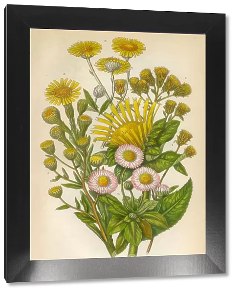 Daisy, Aster, Elecampane, Spikenard, Bane, Victorian Botanical Illustration