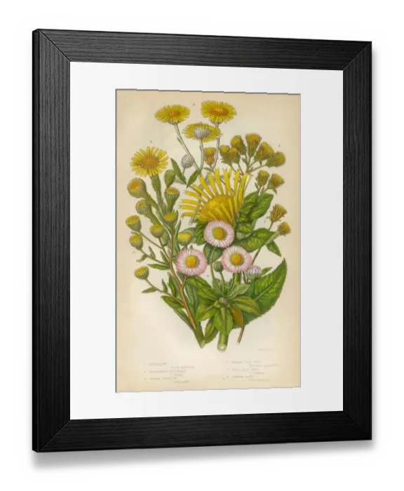 Framed Print : Daisy, Aster, Elecampane, Spikenard, Bane, Victorian Botanical Illustration Framed Print : Daisy, Aster, Elecampane, Spikenard, Bane, Victorian Botanical Illustration