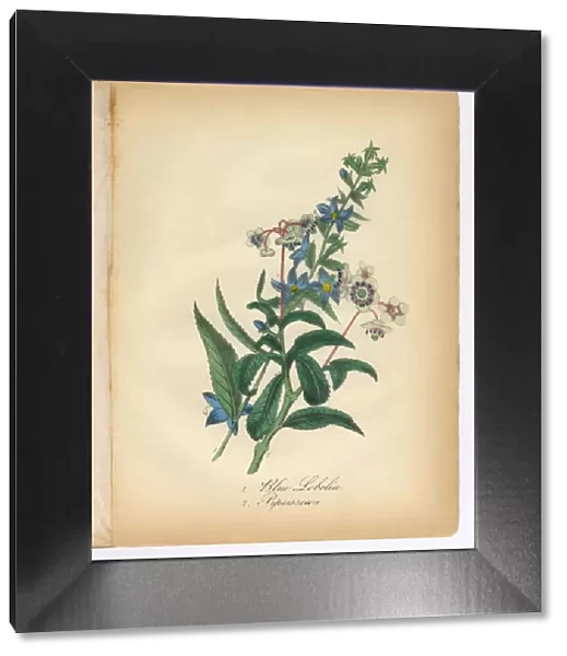Blue Lobelia and Pipsissewa, Wintergreen, Victorian Botanical Illustration