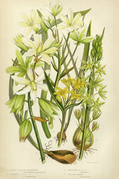 Star of Bethlehem, Ornithogalum, Victorian Botanical Illustration