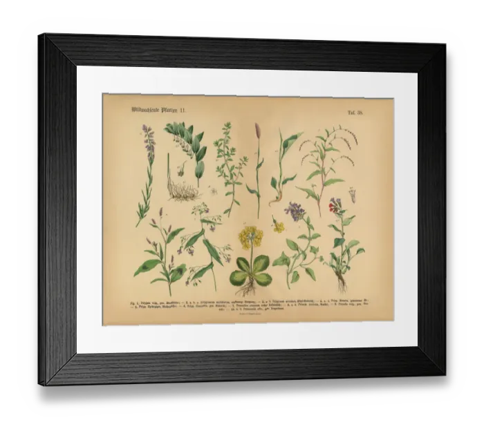 Framed Print : Wildflower and Medicinal Herbal Plants, Victorian Botanical Illustration Framed Print : Wildflower and Medicinal Herbal Plants, Victorian Botanical Illustration
