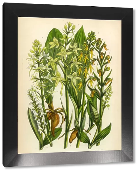 Orchid, Butterfly Orchid, Lizard Orchid, Habenaria Victorian Botanical Illustration