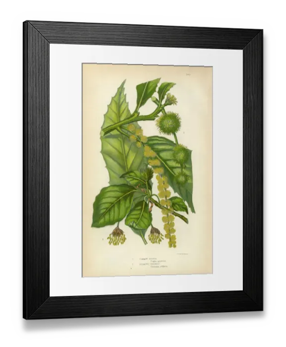 Framed Print : Beech, Chestnut, Spanish Chestnut, Victorian Botanical Illustration Framed Print : Beech, Chestnut, Spanish Chestnut, Victorian Botanical Illustration