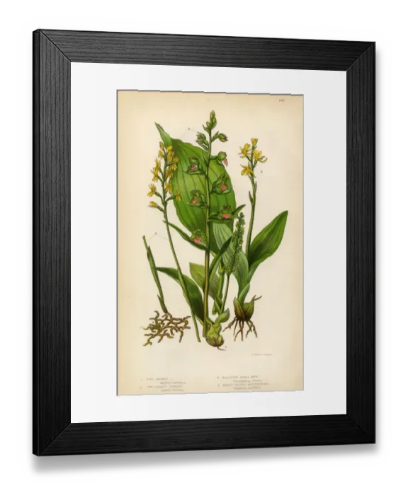 Framed Print : Orchid, Bog Orchid, Liparis, Coral Root, Helleborine Victorian Botanical Illustration Framed Print : Orchid, Bog Orchid, Liparis, Coral Root, Helleborine Victorian Botanical Illustration
