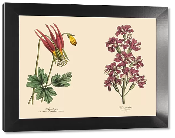 Victorian Botanical Illustration of Columbine and Wallflower Plants