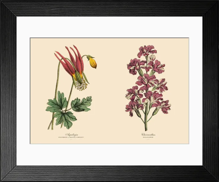 Framed Print : Victorian Botanical Illustration of Columbine and Wallflower Plants Framed Print : Victorian Botanical Illustration of Columbine and Wallflower Plants