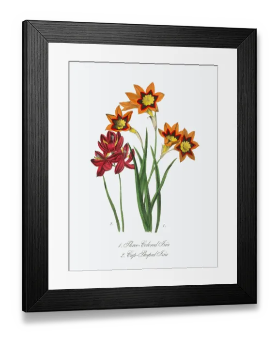 Framed Print : Victorian Botanical Illustration of Three-Colored and Cup-Shaped Ixia