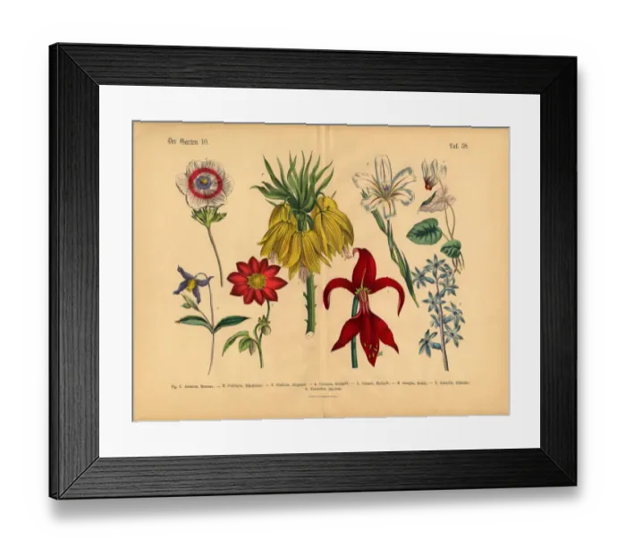 Framed Print : Flowers of the Garden, Victorian Botanical Illustration Framed Print : Flowers of the Garden, Victorian Botanical Illustration