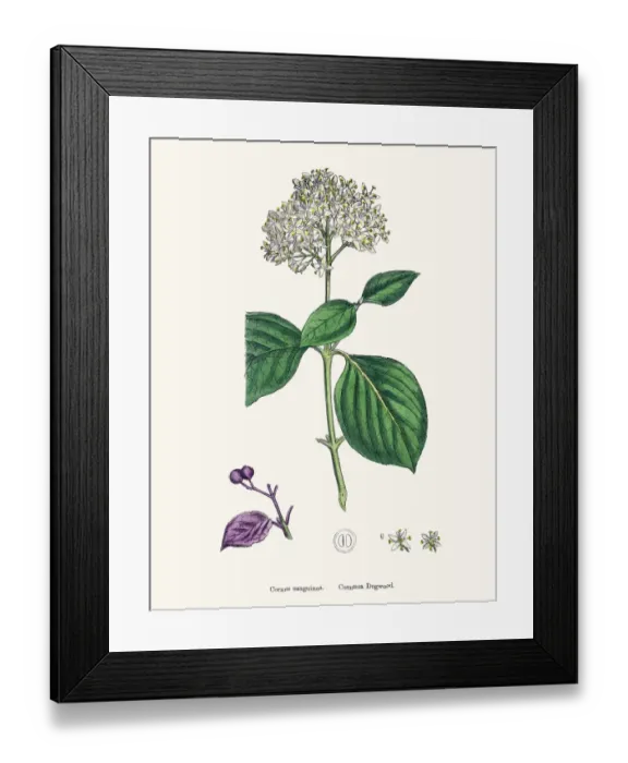 Framed Print : Common Dogwood plant Cornus sanguinea scientific illustration Framed Print : Common Dogwood plant Cornus sanguinea scientific illustration