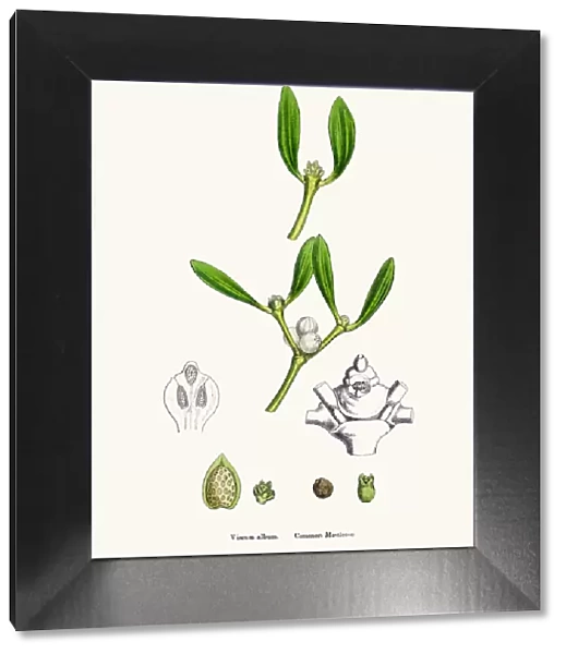 Misletoe plant (Viscum album) scientific illustration