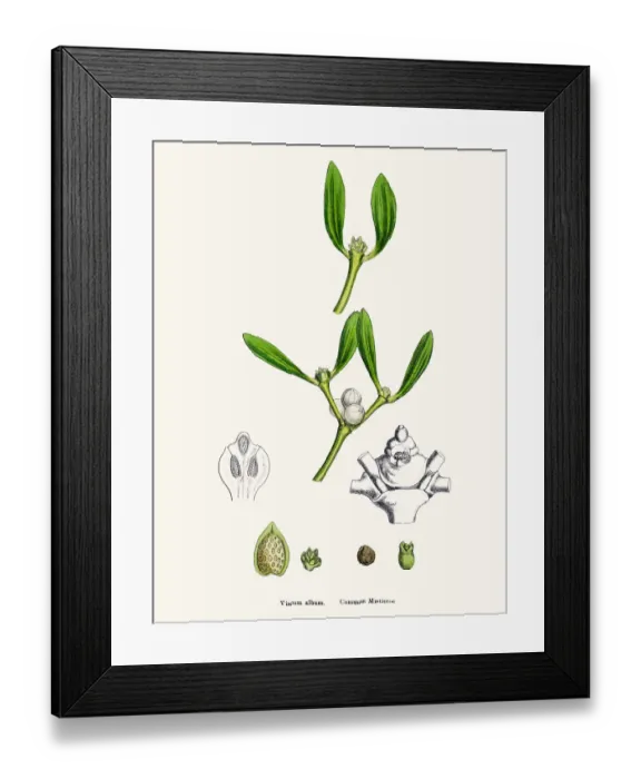 Framed Print : Misletoe plant (Viscum album) scientific illustration Framed Print : Misletoe plant (Viscum album) scientific illustration