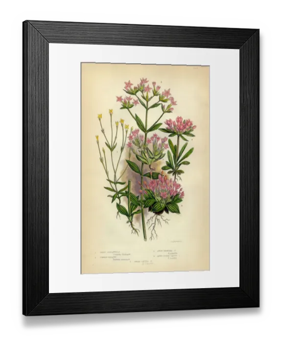 Framed Print : Felwort, Gentian, Gentianella, Centaury and Tufted, Victorian Botanical Illustration Framed Print : Felwort, Gentian, Gentianella, Centaury and Tufted, Victorian Botanical Illustration