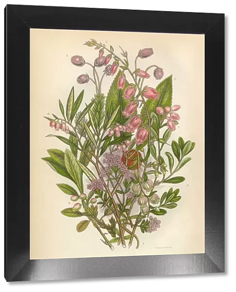 Azalea, Andromeda, Menziesia, Heath, Heather, Scotland, Victorian Botanical Illustration