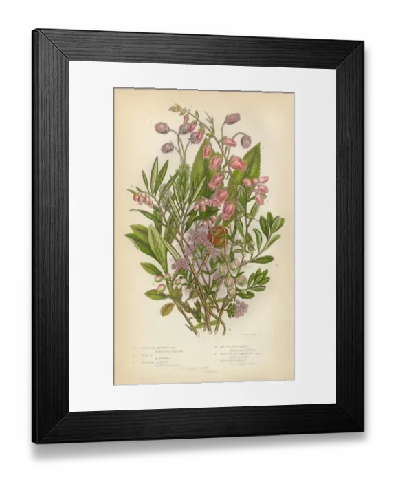 Framed Print : Azalea, Andromeda, Menziesia, Heath, Heather, Scotland, Victorian Botanical Illustration Framed Print : Azalea, Andromeda, Menziesia, Heath, Heather, Scotland, Victorian Botanical Illustration