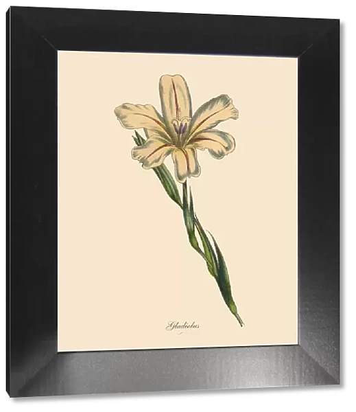 Gladiolus Plants, Victorian Botanical Illustration