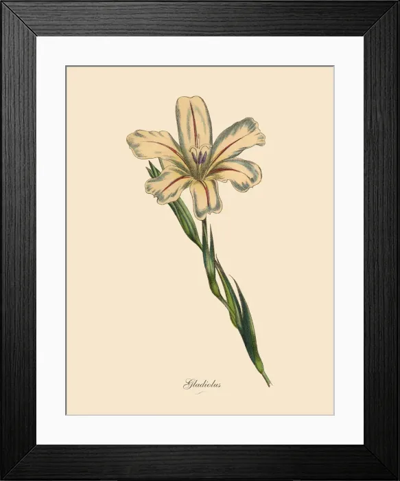 Framed Print : Gladiolus Plants, Victorian Botanical Illustration Framed Print : Gladiolus Plants, Victorian Botanical Illustration