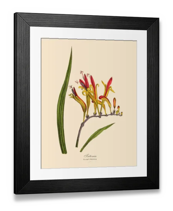Framed Print : Tritonia or Flame Freesia Plants, Victorian Botanical Illustration